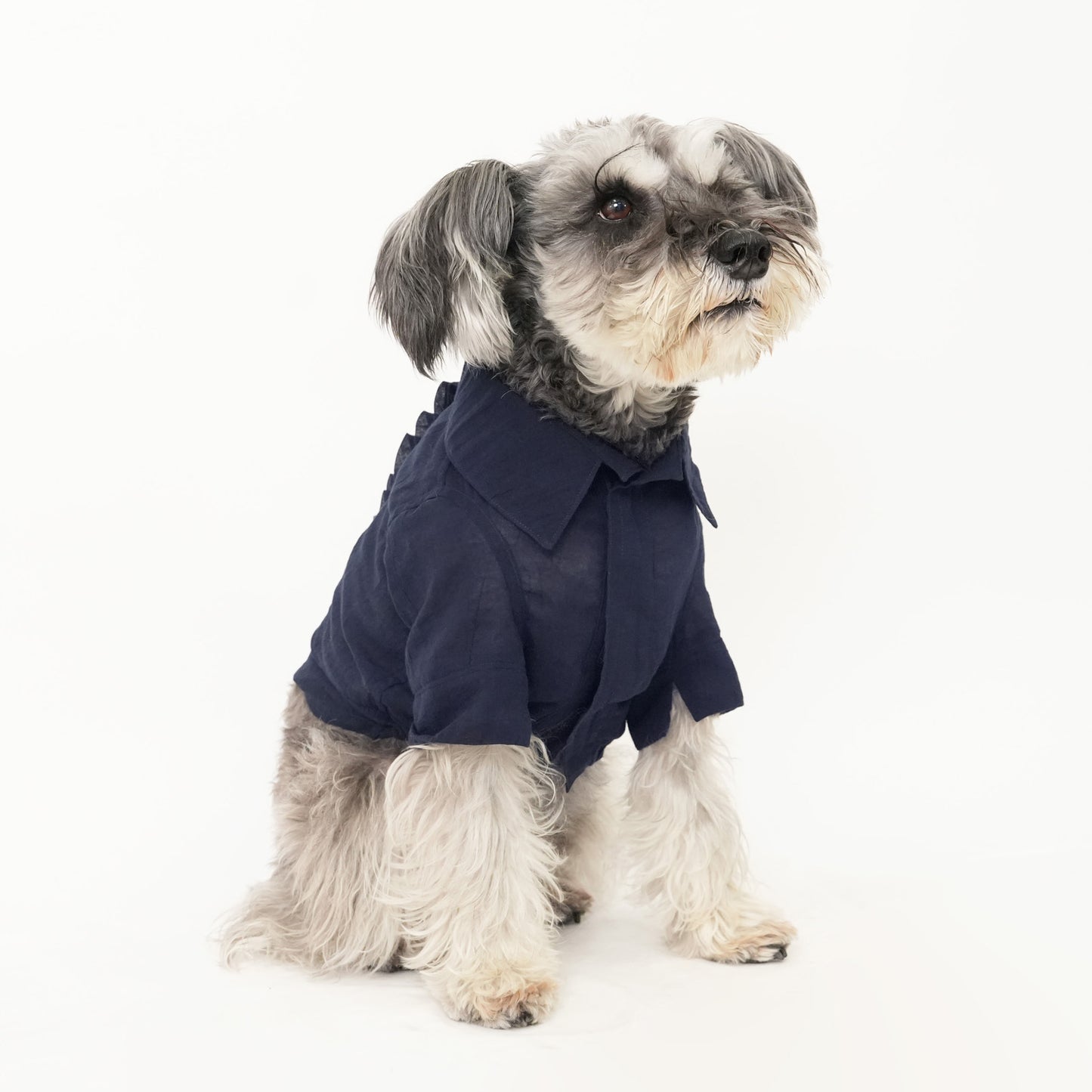 バックフリルシャツ (Navy)