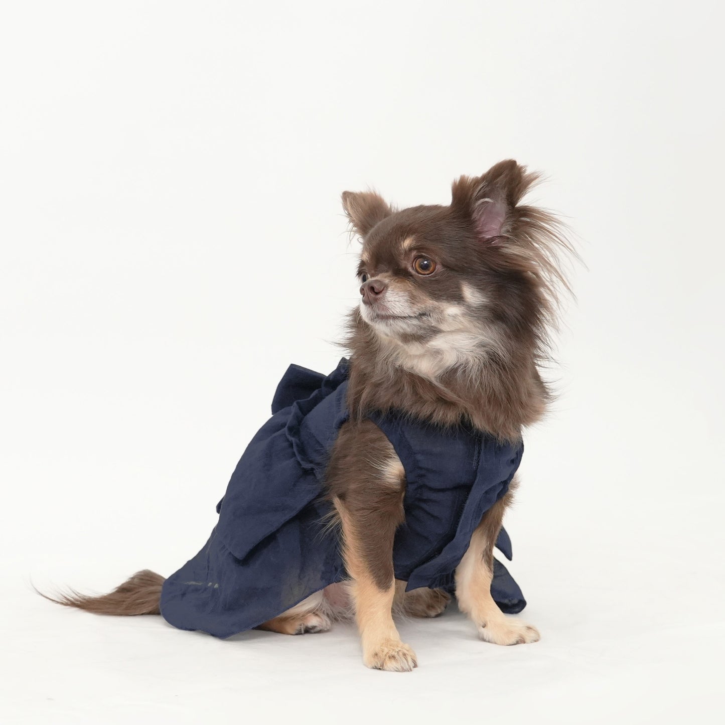バックフリルワンピース (Navy)