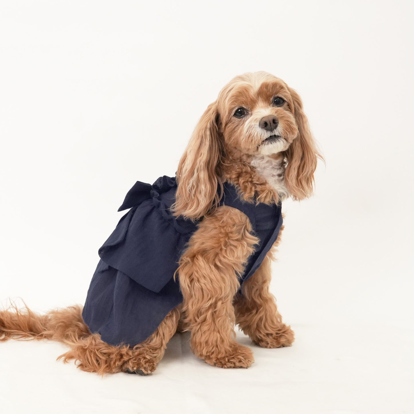 バックフリルワンピース (Navy)