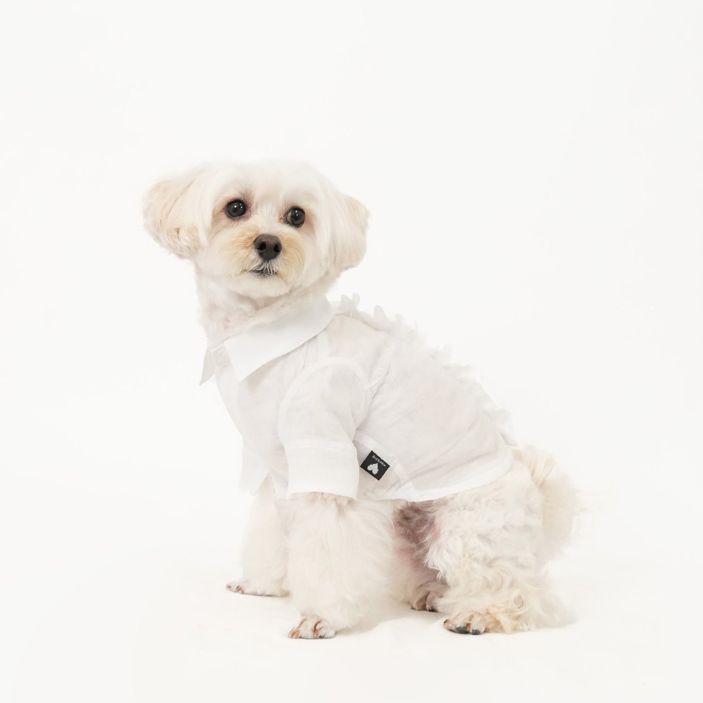 バックフリルシャツ (White)