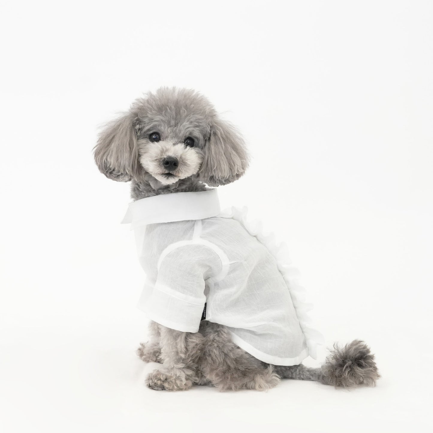 バックフリルシャツ (White)