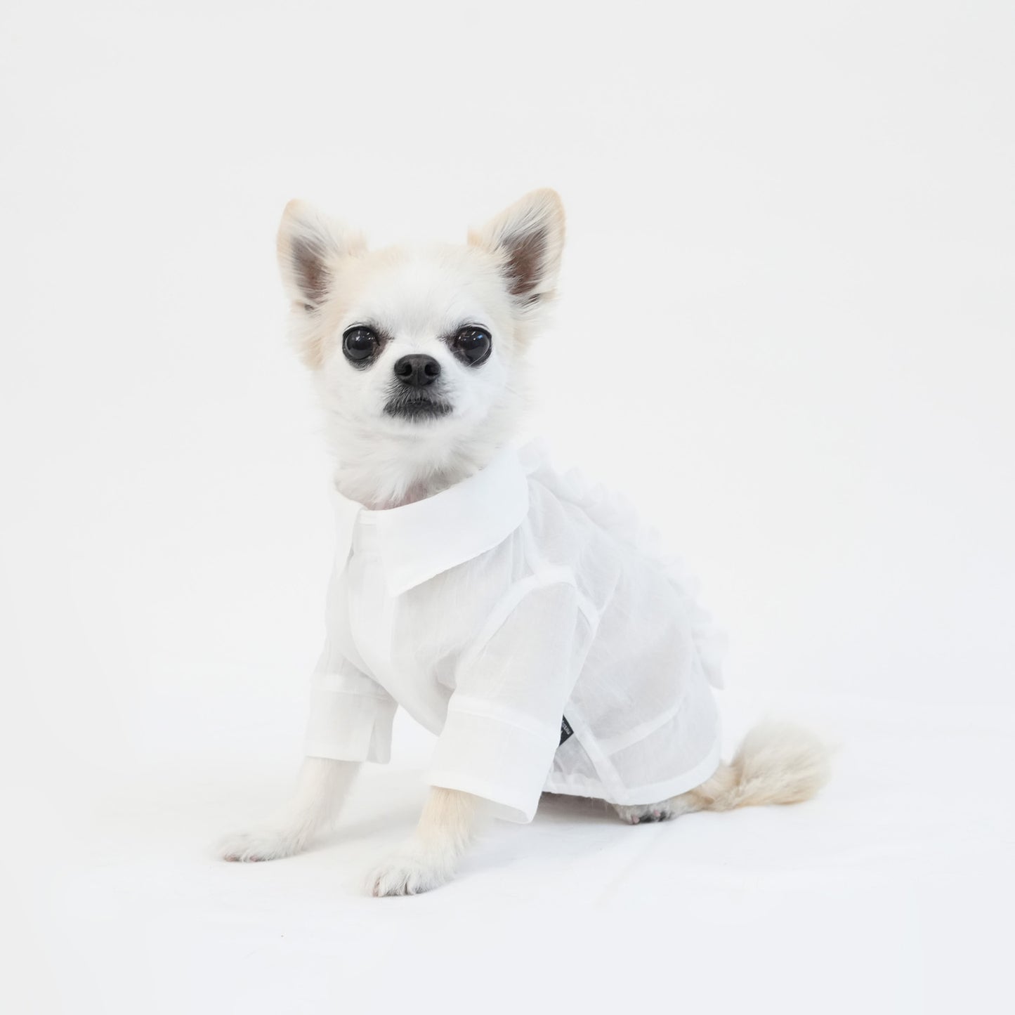 バックフリルシャツ (White)