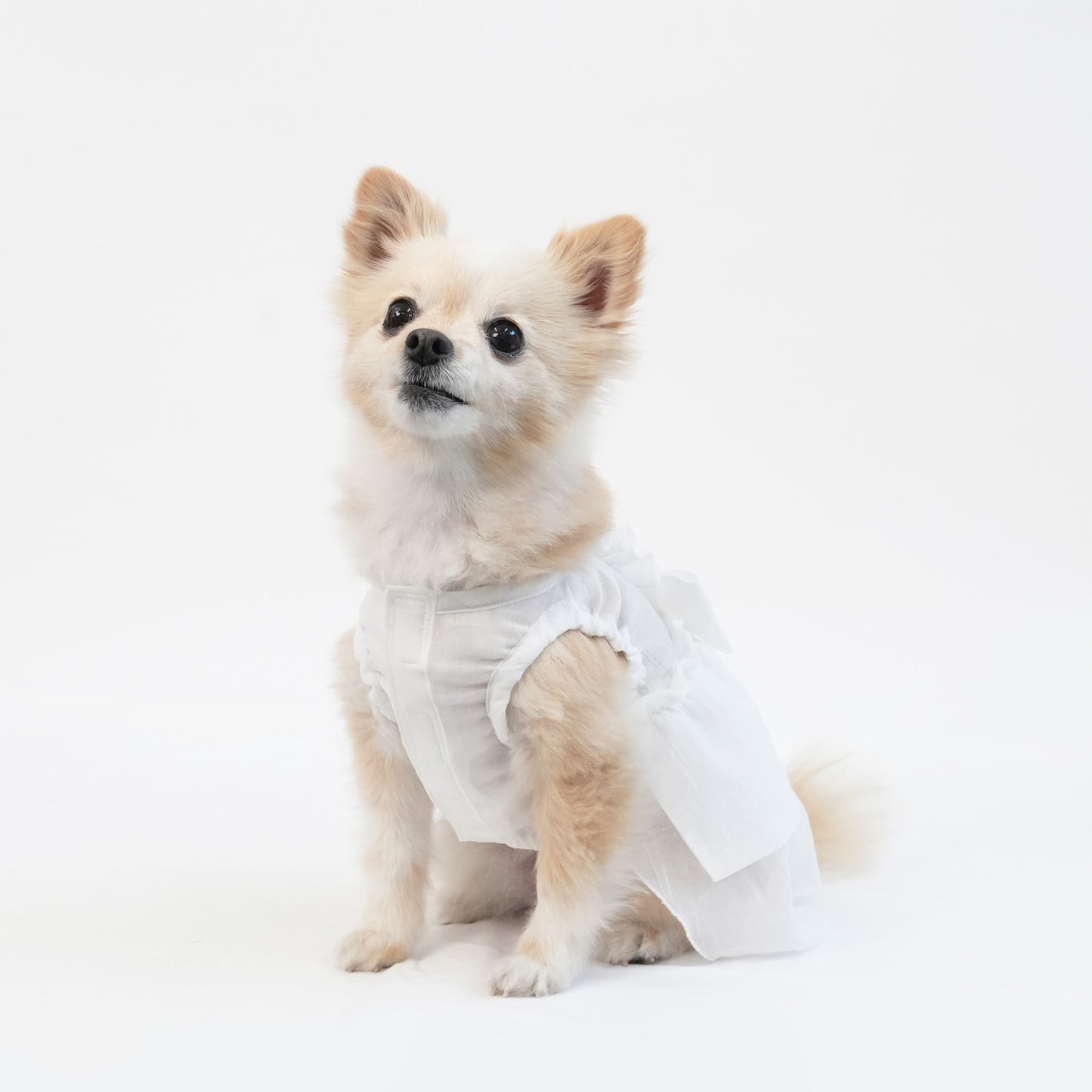 バックフリルワンピース (White)